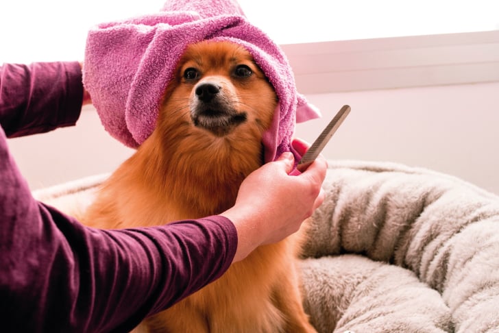 how-to-start-a-pet-grooming-service-in-south-africa